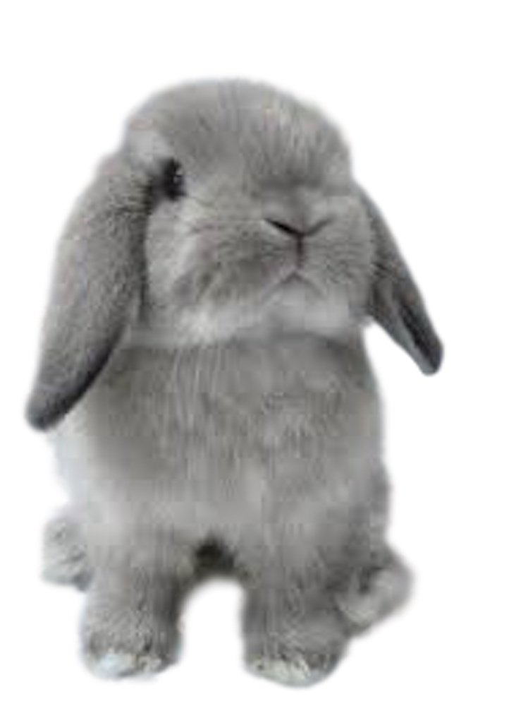 rabbit products online